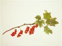 Rote Johannisbeeren am Zweig, 2020, Aquarell und Grafit auf Hadernbtten