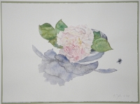 Rose „Eglantyne“ in japanischer Schale, 2008, Aquarell und Graphit auf Hadern