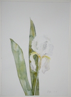 Weiße Iris I, 2008, Aquarell und Graphit auf Hadern