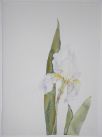 Weie Iris II, 2008, Aquarell und Graphit auf Hadern