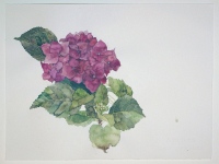 Hortensie, 2012, Aquarell und Graphit auf Hadern