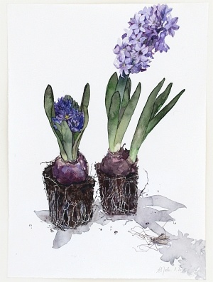 Zwei Hyazinthen mit Schnake (Hyacinthus orientails), 2015, Aquarell und Graphit auf Hadern