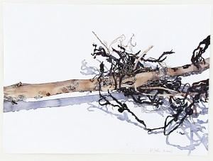 Treibholz mit Blasentang (Pinus nigra), 2015, Aquarell und Graphit auf Hadern